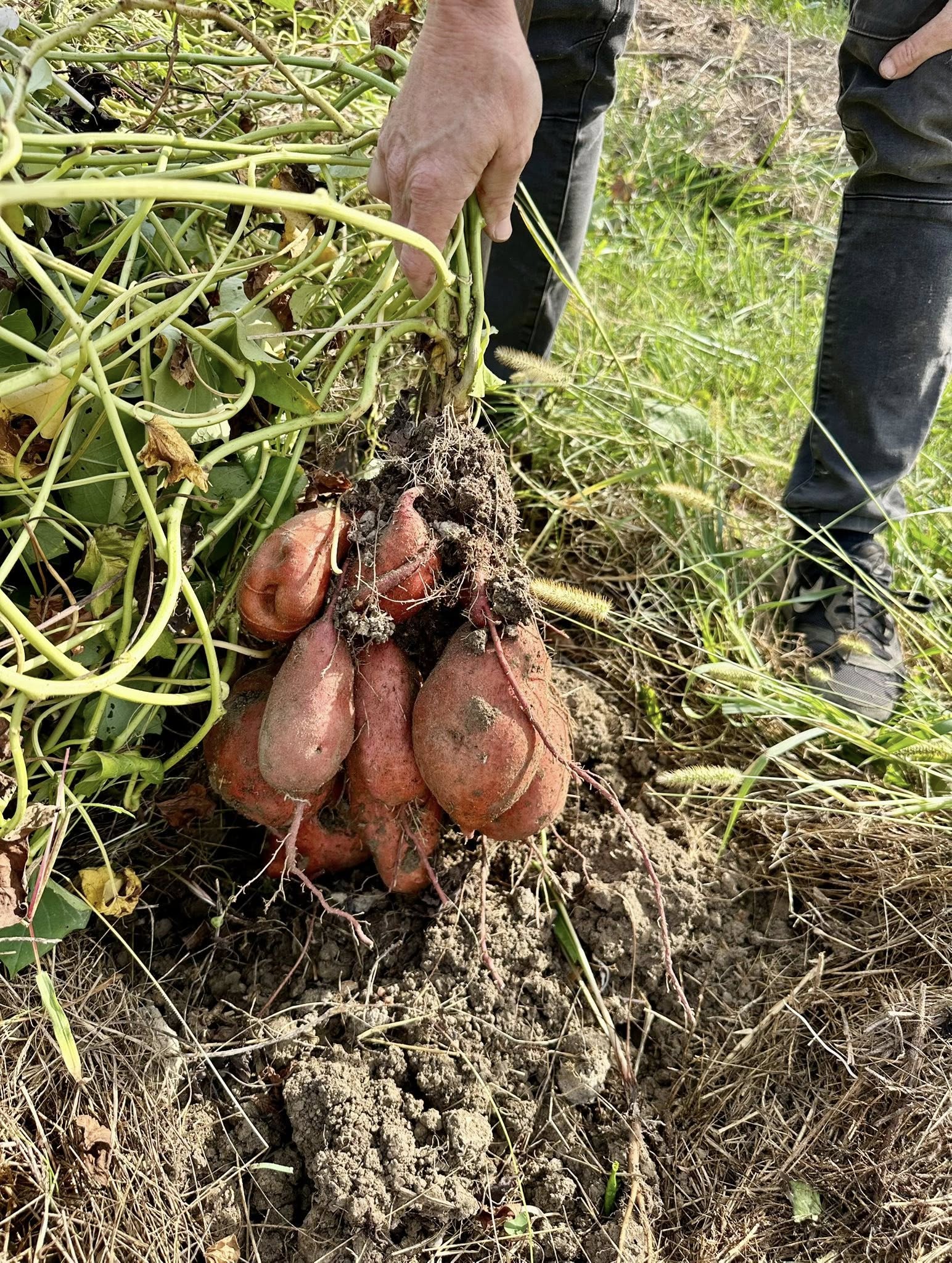 Récolte de patates douces au jardin