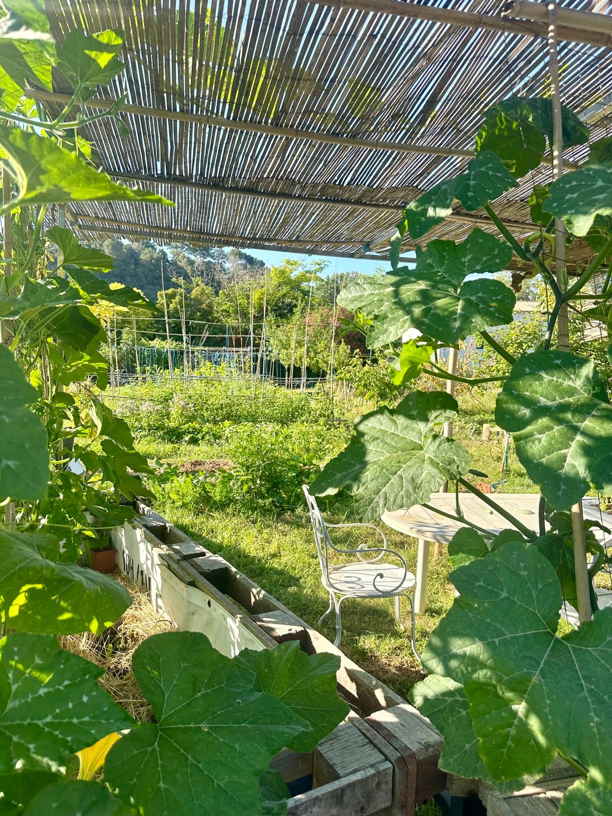 Récolte de légumes au jardin