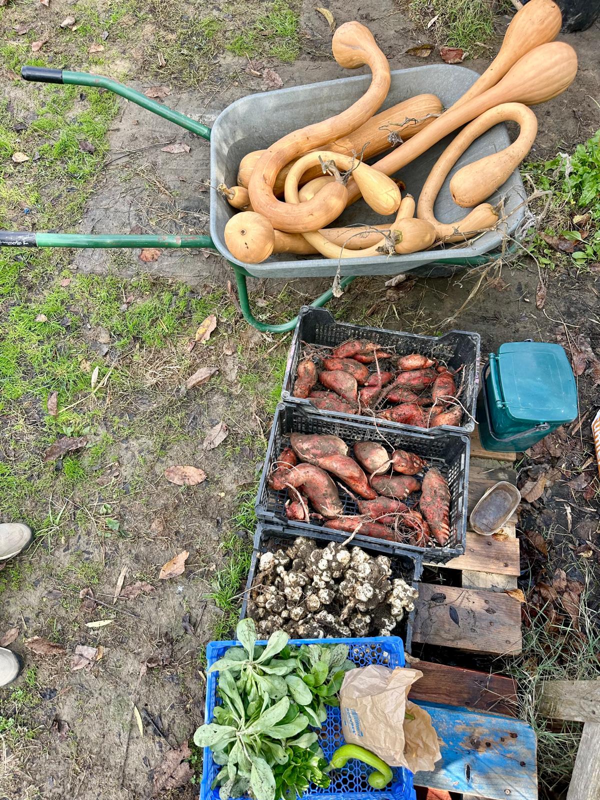 Le potager de l’Abreuvoir